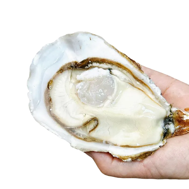 鲜肥生蚝肉牡蛎海蛎子肉顺丰包邮1斤2斤装当天现货
