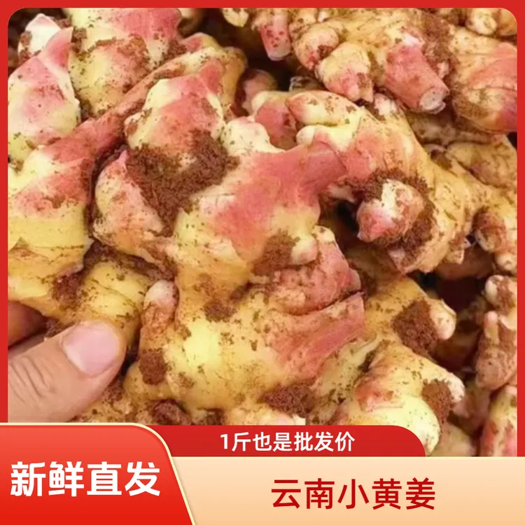 正宗云南小黄姜新鲜采挖姜香浓郁罗平原产地直发