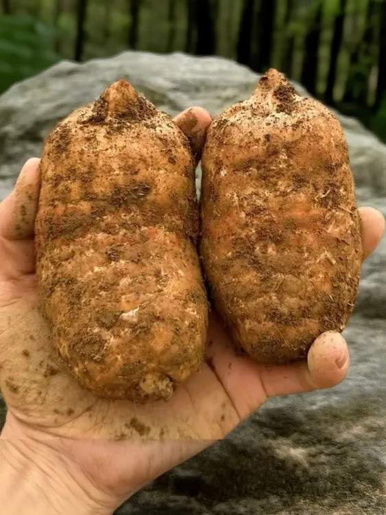 湖北鲜现挖现发正宗仿野三年采收天麻正宗野天麻天麻新鲜