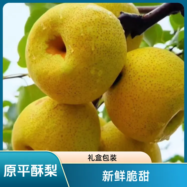 山西原平同川酥梨精品礼盒