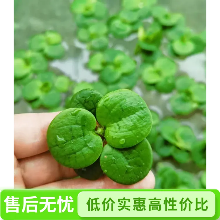 圆心萍水草浮萍净化水质水培绿植庭院鱼缸造景装饰办公室漂浮水草