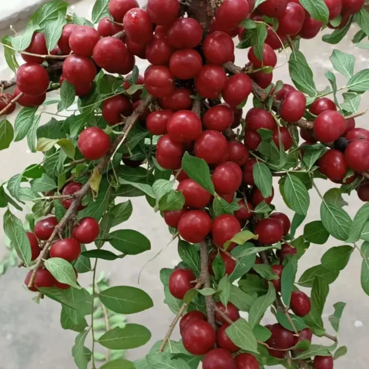 【欧李钙果种子】家庭阳台四季种植盆栽商品图