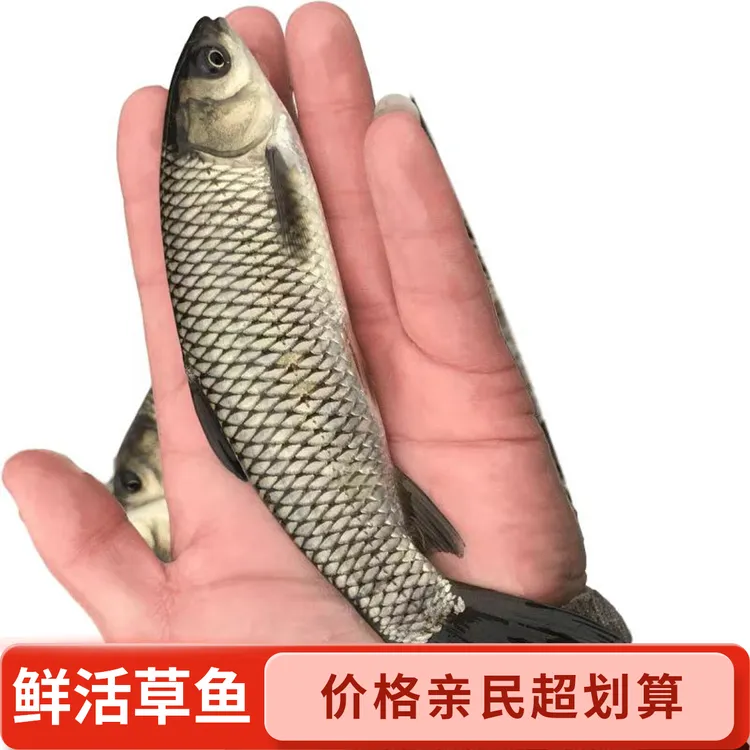 优质特大号活体草鱼淡水冷水观赏鱼耐活易养殖渔场直发批发