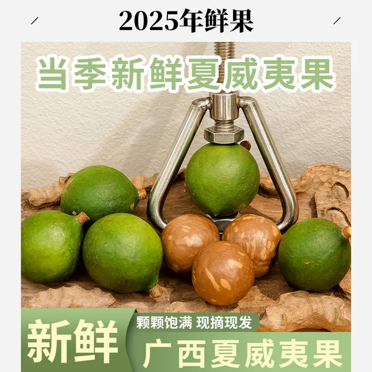 广西果园2025年当季头茬新鲜夏威夷果“桂热1号”夏威夷果现摘现发