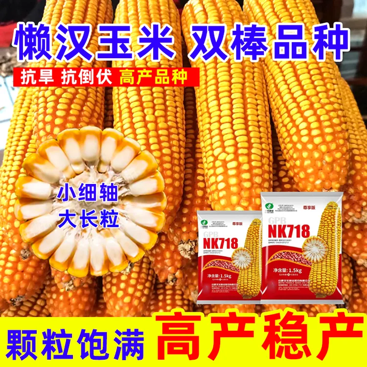 丰乐NK718昆仑玉米种子抗倒伏高产稳产大马牙抗倒伏懒汉种植