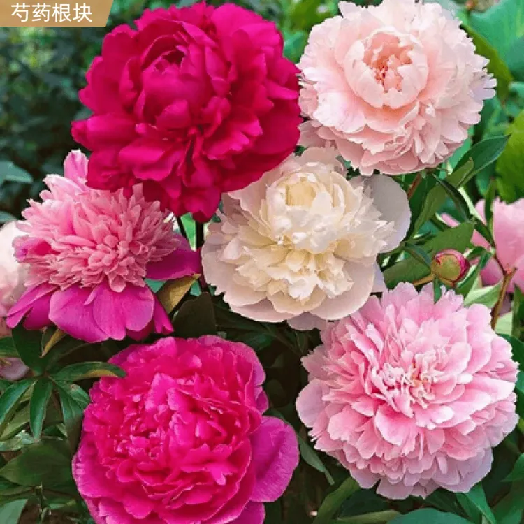 芍药根块花苗带芽重瓣绿植花卉四季庭院种植易活多年生盆栽