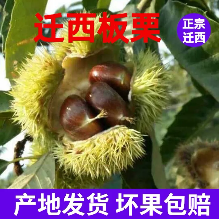 迁西迁西板栗生新鲜栗子产地直发/3/5斤炒货同款河北小油栗