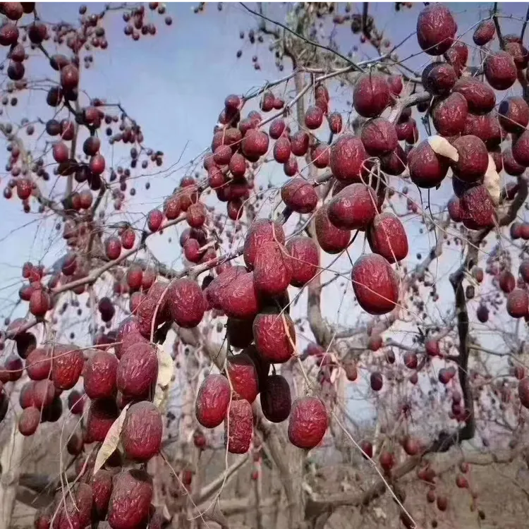 【慧有品】新疆若羌灰枣2025红枣自然吊干原生态煲汤泡水煮粥佳品