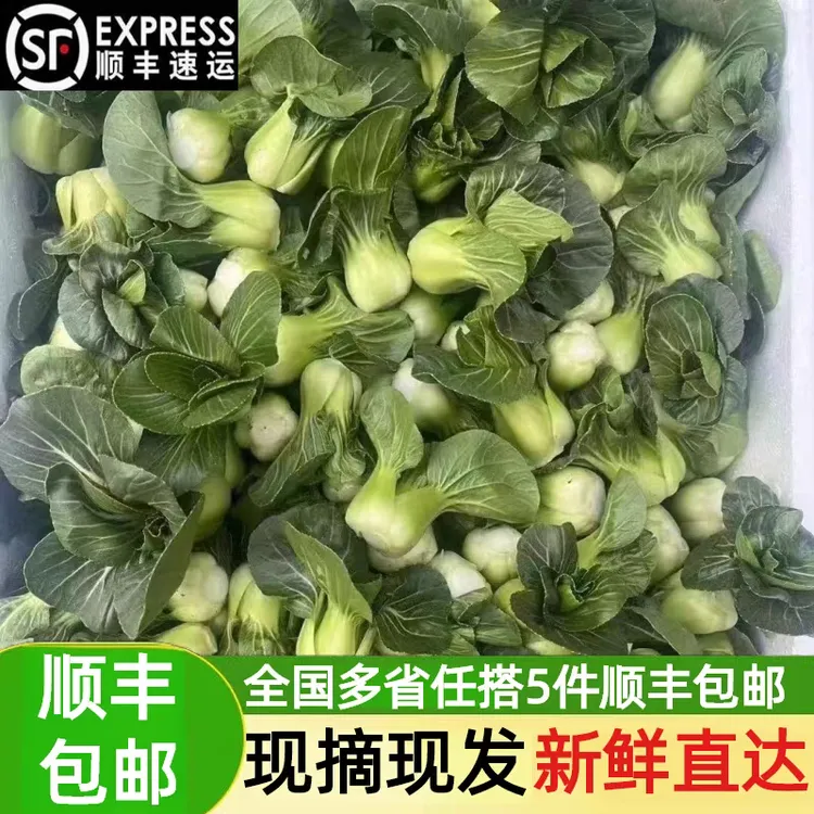 现摘现发宁夏新鲜农家蔬菜上海青小青仔油菜软糯清甜当季矮脚青菜