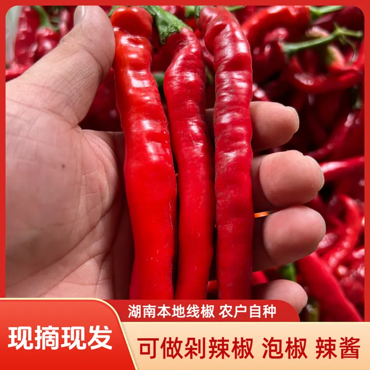 湖南湘西土辣椒露天种植（泡椒剁椒辣椒酱）新鲜辣椒