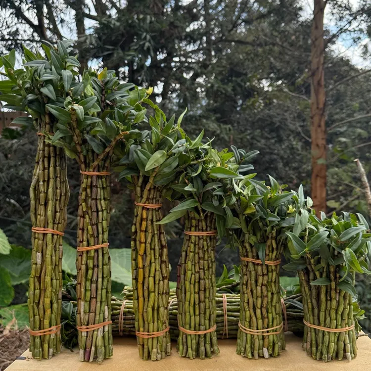 云南老品种铁皮石斛农户现采现发鲜吃榨汁煮水煲汤泡酒滋补养生