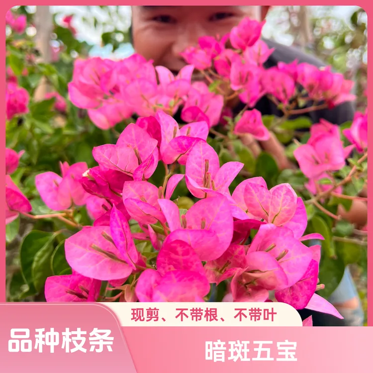 【暗斑五宝枝条2根】对版【无根】长20cm粗1cm左右【三角梅扦插】现剪发