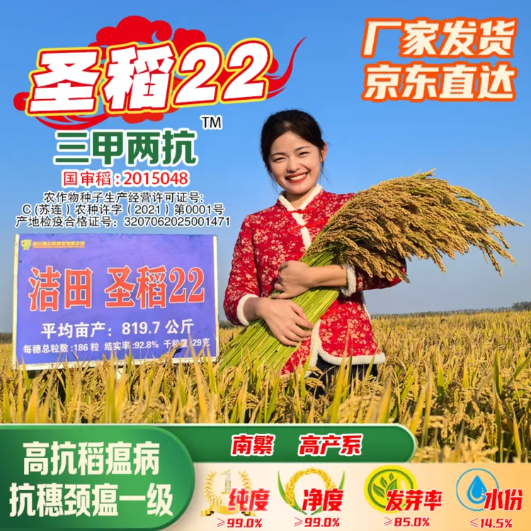 洁田稻圣稻22矮秆大穗高产稳产高抗稻瘟病抗穗颈瘟一级水稻种子