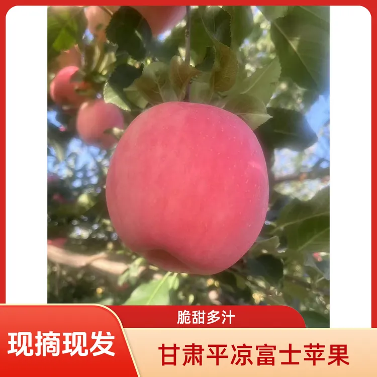 甘肃早熟富士苹果新鲜水果精品富士苹果脆甜多汁满口爆汁