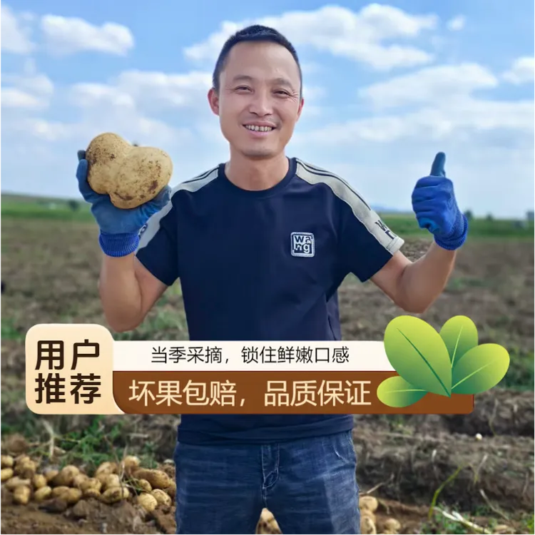 新下黄皮黄心土豆黄皮黄心大个软糯当季蔬菜洋芋马铃薯
