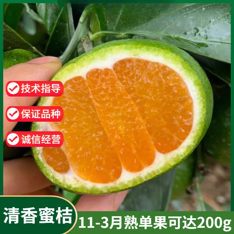新品种清香植物蜜桔树苗青皮纯甜橘子苗北南方盆地栽果树果苗