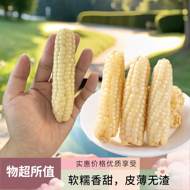 【拇指小玉米】版纳老品种新鲜真空即食代餐营养软糯香甜【TG】