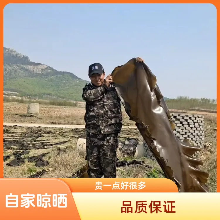 干海带 整颗 有头有尾 肉厚叶宽 品质保证 两斤装