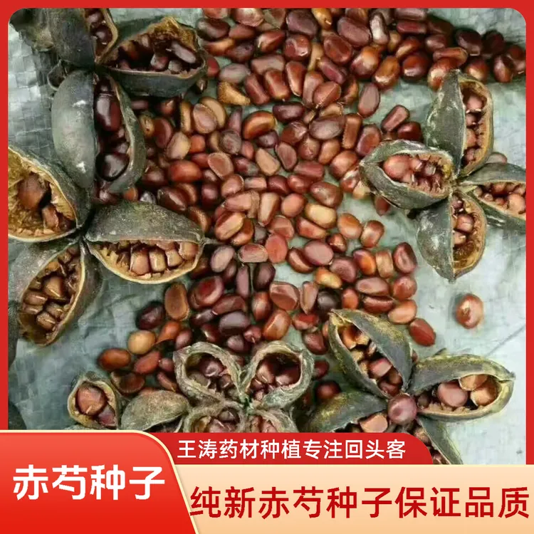 赤芍种子赤芍籽赤芍子赤芍苗杂花赤芍种子纯新赤芍种子药材种苗