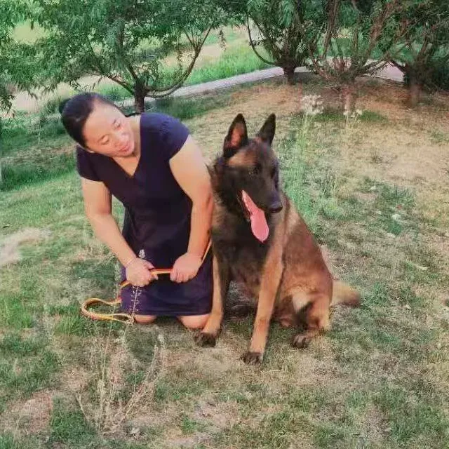 （保定宇凡芳姐）马犬 狗狗活体