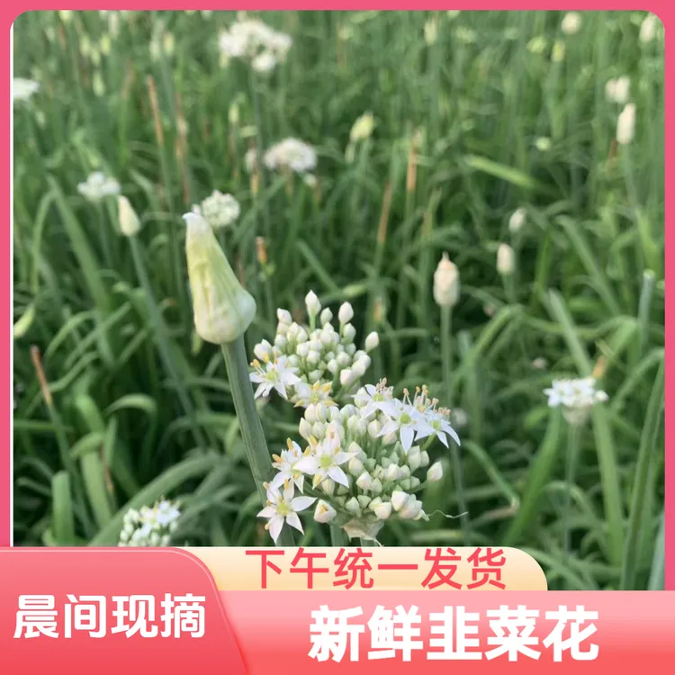 山东新鲜现摘韭菜花当季时令蔬菜优质原料可食用可做酱韭菜花新鲜