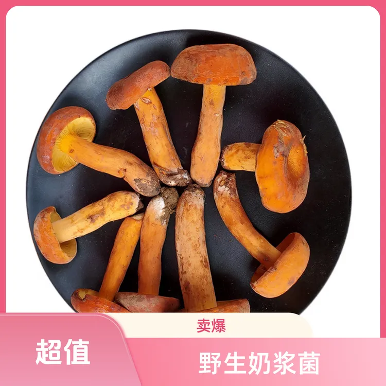新鲜野生珍品奶浆菌云南奶浆菌当季特产山货野生菌菇蘑菇顺丰空运