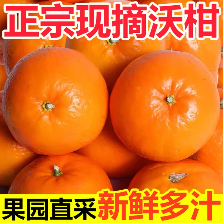 正宗沃柑当季新鲜水果橘子皮薄多汁香甜可口商品图
