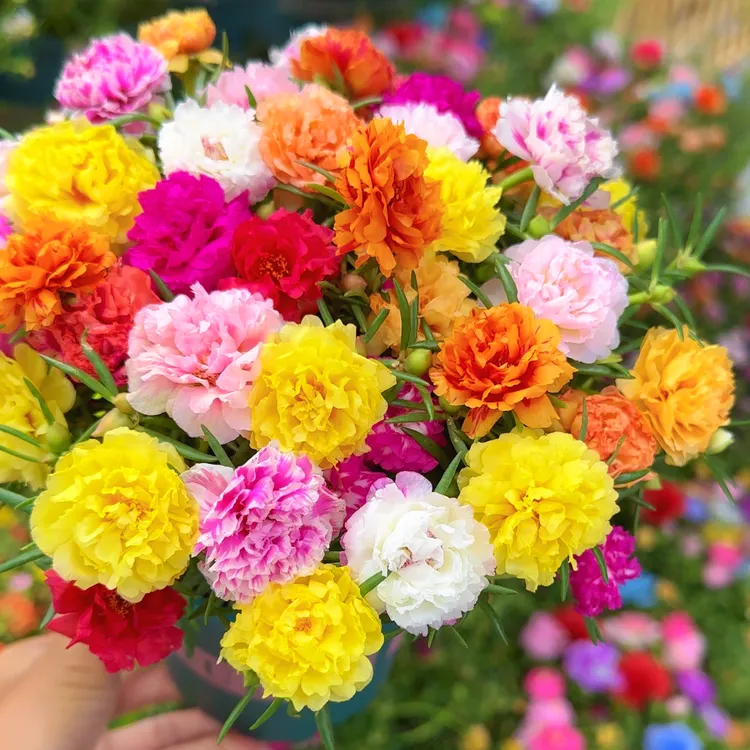 【多色多年生】重瓣太阳花小老桩 紫红五颜六色宿根多年生老桩NQ20P