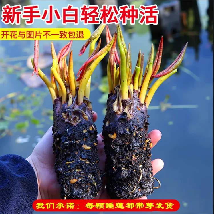 池塘睡莲花鱼缸睡莲根块带花苞四季盆栽水培植物庭院大小睡莲花苗