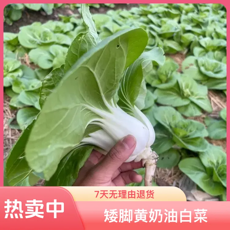 【顺丰包邮】本地露天上霜矮脚黄奶油白菜农家自种青菜现摘现发