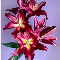 【源头优选】黑杰克香水百合 云南直发鲜花家居水养插花鲜切花 