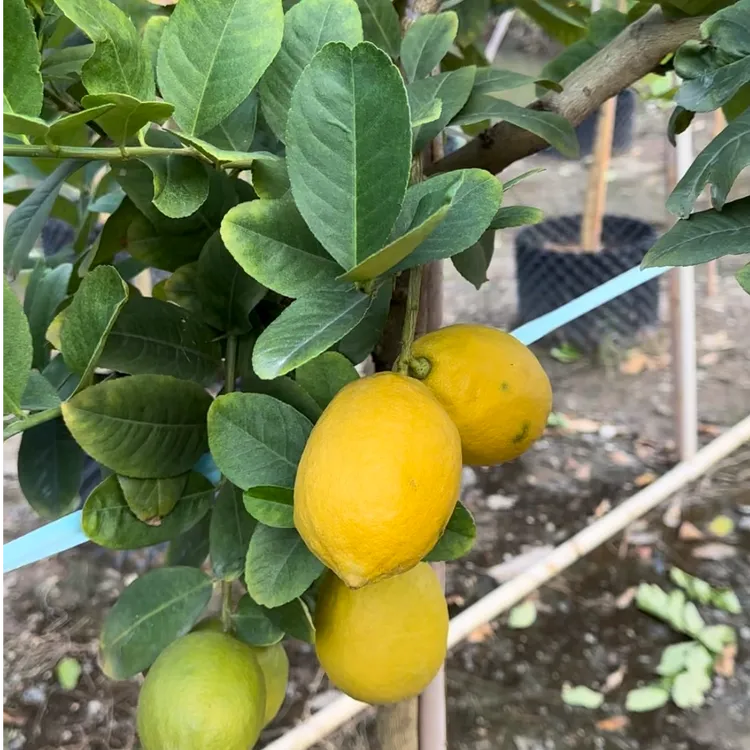 广东四季香水柠檬 带花带果