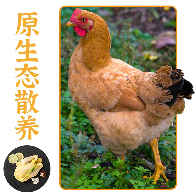 三黄鸡正宗农家散养鸡童子整只鸡新鲜冷冻整只鲜嫩煲汤农村土鸡