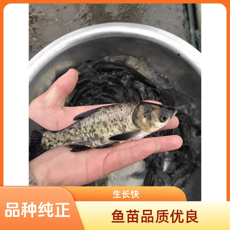 安徽正宗胖头花鲢鱼大头鱼鳙鱼活体观赏鱼适合淡水养殖易存活批发