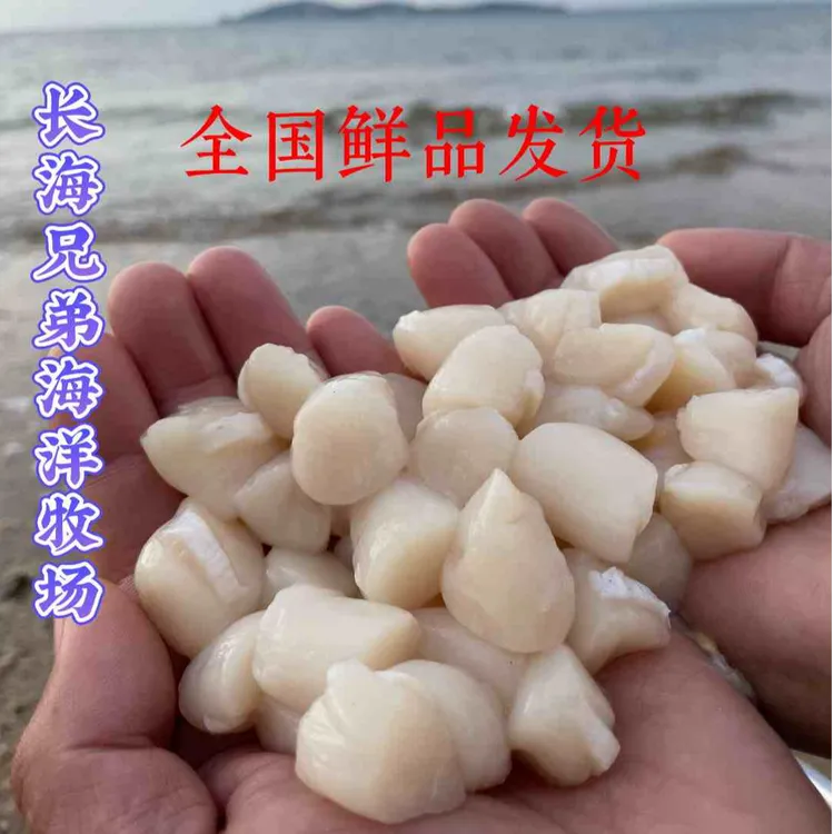 长海县广鹿岛鲜纯原浆扇贝丁  活贝现扣大丁鲜品发货顺丰包邮！
