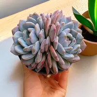 12#多头橙梦露2颗  带盆 多肉植物【满15包邮】  经典 韩橙红 精控