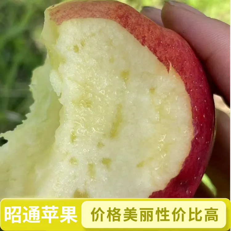 云南昭通红露丑苹果新鲜脆甜糖心现摘当季水果