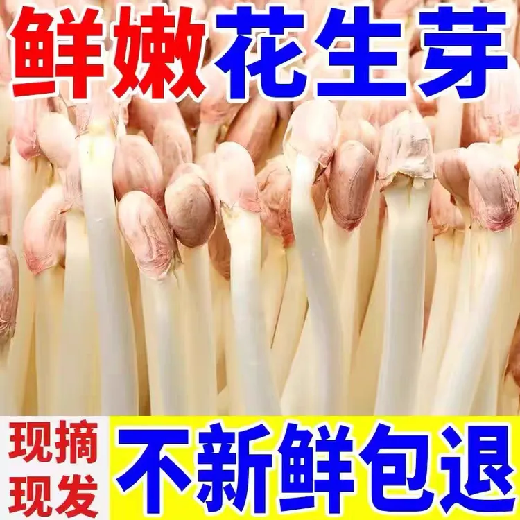 【新鲜脆甜】新鲜花生芽现采现发芽苗菜产地直销长寿芽爆炒凉调