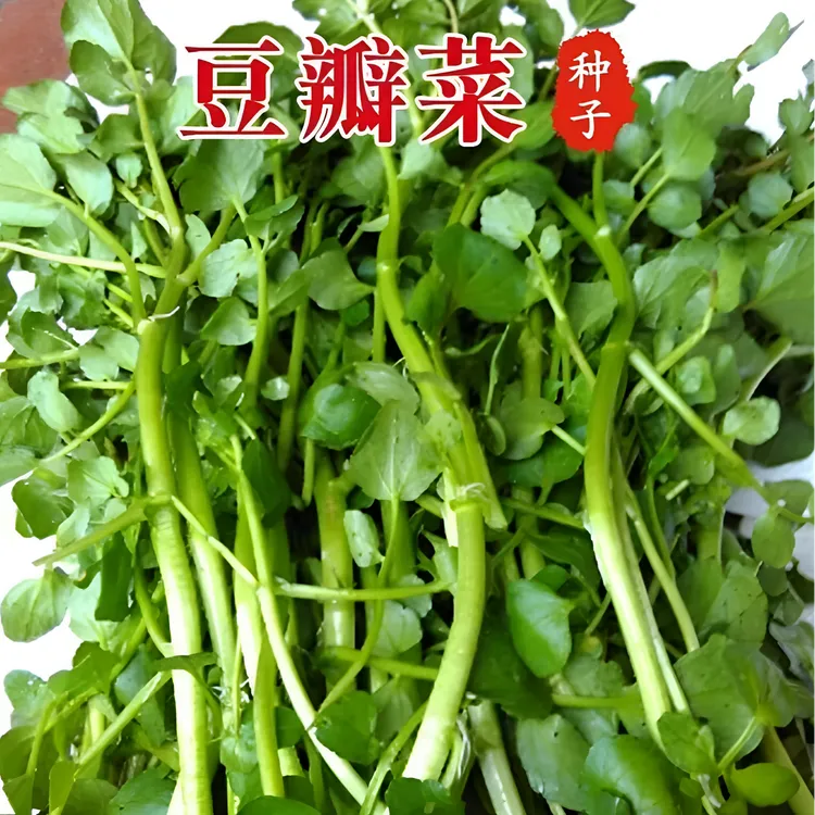 西洋菜种籽豆瓣菜种子可连续收割四季播种盆栽商品图