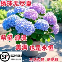 绣球花苗无尽夏绣球花大花盆栽阳台庭院室内花好养的开花花卉植物