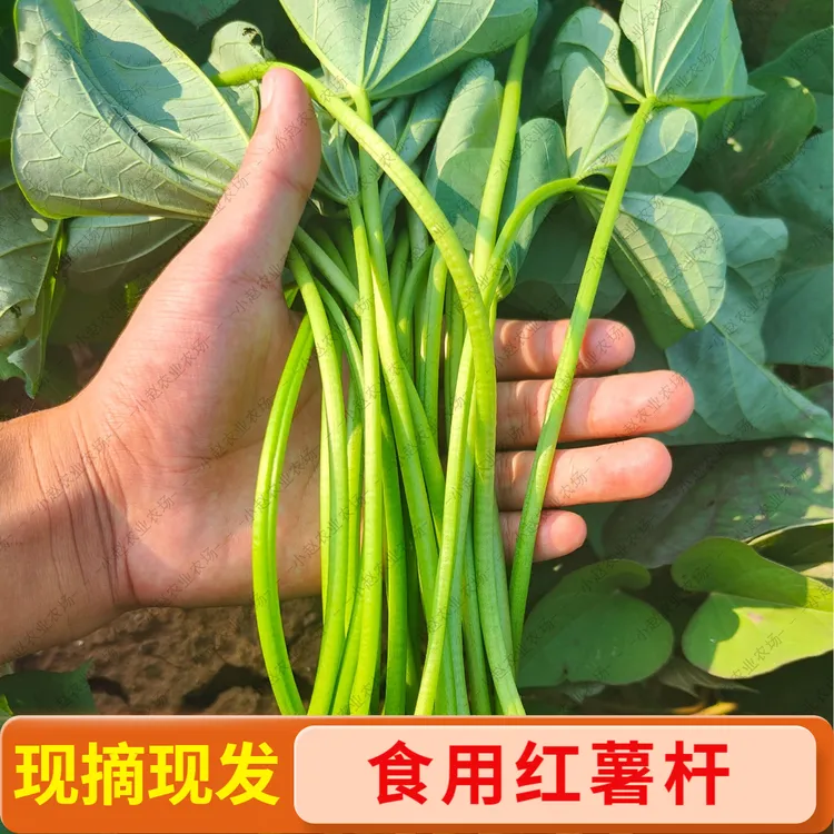 河南露天红薯杆农家自种红薯梗红薯叶现摘现发