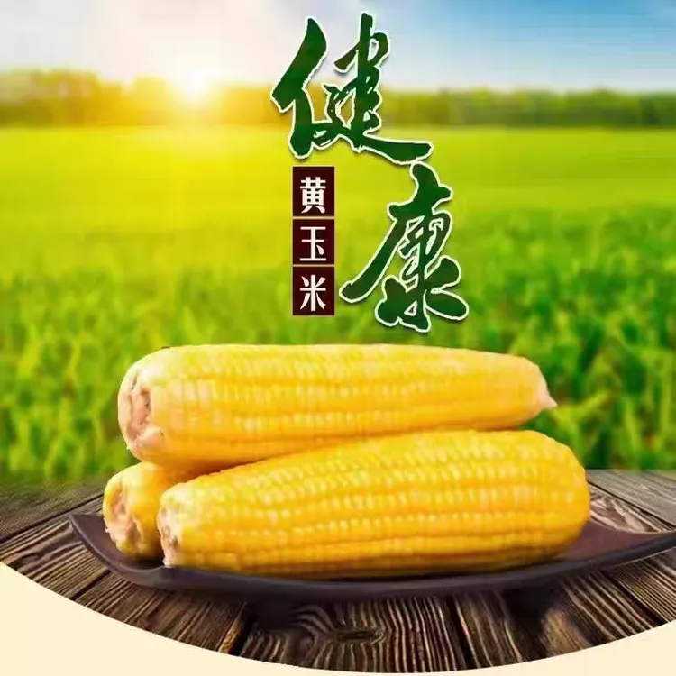 内蒙古特产磴口县乌兰布和沙漠甜糯玉米10棒