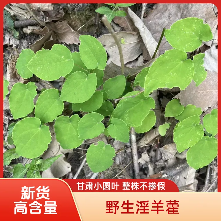 甘肃小圆叶淫山羊藿三支九叶草（淫羊藿）深山野外生长自然晾晒泡水