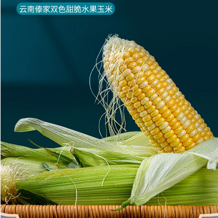自营云南金银水果玉米新鲜现摘爆汁口感香甜脆嫩颗粒饱满1/3/5/9