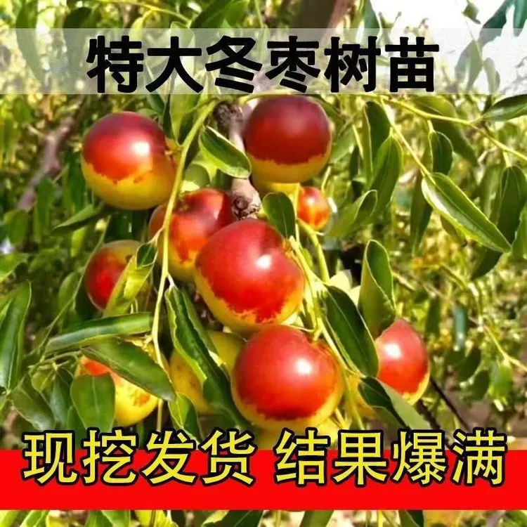 优质嫁接 冰糖大枣 冬枣红丹脆枣 当年结果南方北方都可种植