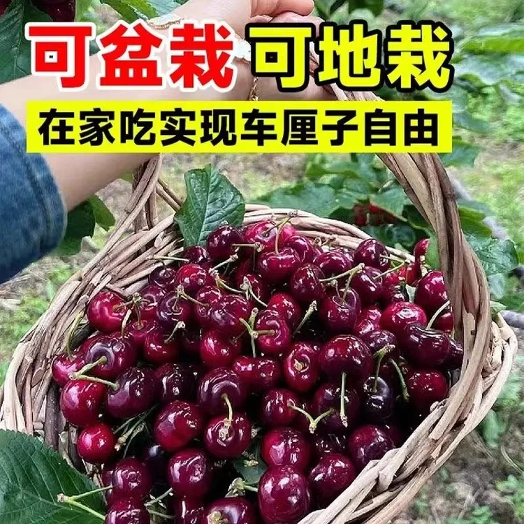 车厘子树苗盆栽地栽当年结果耐寒易活樱桃树苗南北方四季种植果树商品图