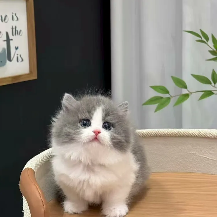 拿破仑蓝白【无猫粮捆绑消费】
