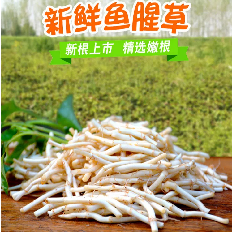 【新根上市】农家鱼腥草新货新鲜折耳根嫩根中药材湖北节儿根蔬菜
