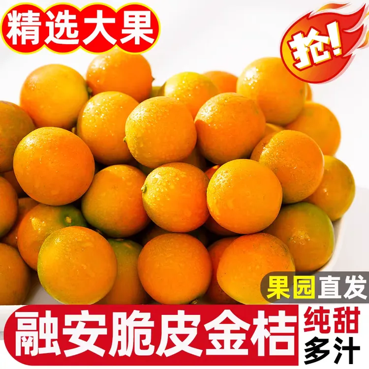 广西融安大果金桔