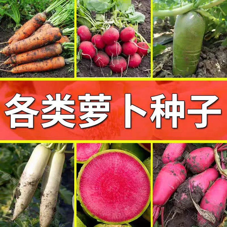 【5包包邮】原装正品萝卜种子蔬菜种子四季播种盆栽阳台庭院种植